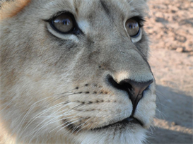 Dreaming of a meal - Lion cub