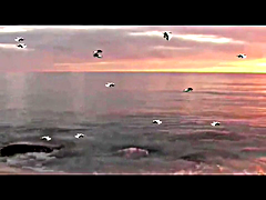 Video Visual Sea Birds Animation