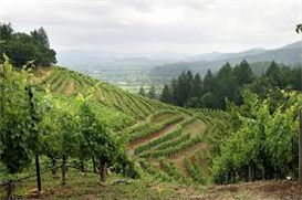 Complete Sonoma County Winery Database (Documents and Forms)