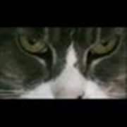 Cat Eyes HD Video Visual