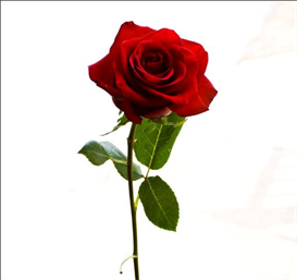 RED ROSE