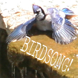 Download the Ambient Music | Birdsong Soundscape