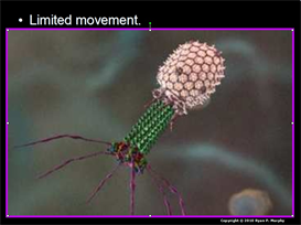 Student Version Infectious Diseases Unit
