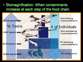 Student Version Ecology Feeding Levels Unit
