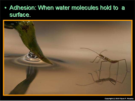 Student Version Water Molecule Unit