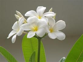 Flower 1