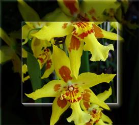 Flower 7