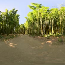 HDRI 360 046-bamboo-forest