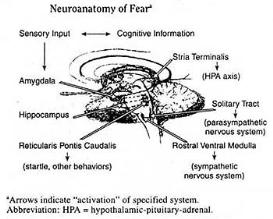 THE FREQUENCY OF FEAR; THE METAPHYSICS OF FEAR; THE BIOLOGY OF EVIL; THE SCIENCE OF ZERO POINT EMPATHY AND THE METAPHYSICS OF STRESS - 1 of 3