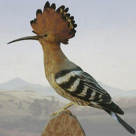 Paper model: The Hoopoe