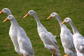 Hebrides display ducks