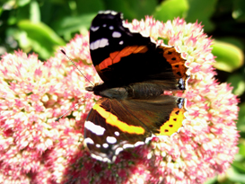 tortoiseshell butterfly