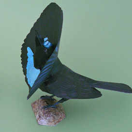 Male Bird-of-Paradise