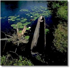 The Jungle Canoe
