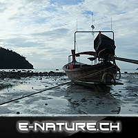 E-Nature - Awakening