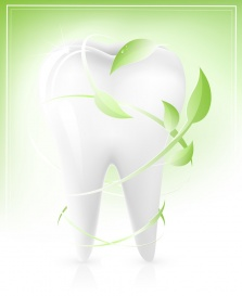 Vectorlib RF (Standard License): Vector illustration of white tooth with light green leaves-arrows. Dental concept.