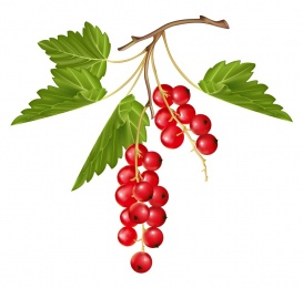 Vectorlib RF (Standard License): Ripe red currant berry