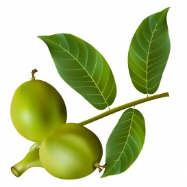Vectorlib RF (Standard License): Green walnuts with leaves