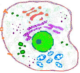 Cells 2010