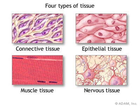 Tissue 2010