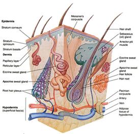 Integument 2010