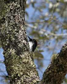 Acorn Woodpecker