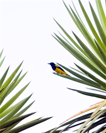 Audobons Oriole Wallpaper