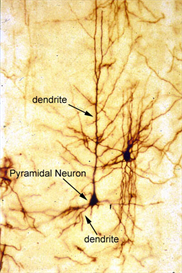 Muscle and Intro Neuro 2010
