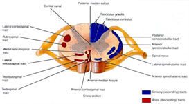 spinal cord and brain 2010