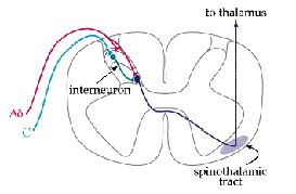 Functional Acupuncture