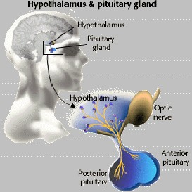 endocrine 2 2011