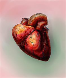 heart 2011