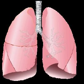 Respiratory 2011