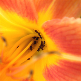 Download the Botanical Photos and Images | Digital Photograph: Small World Within