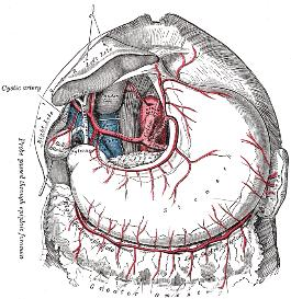 Digestion 2011