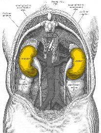 acid base. urinary 2011