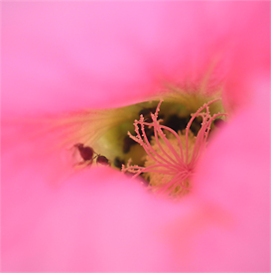 Download the Botanical Photos and Images | Peeking in the Petals