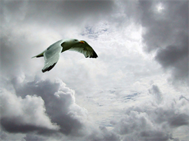 Learn to Meditate - Free