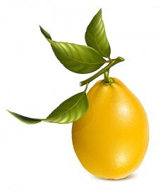 Vectorlib RF (Standard License): Vector. Fresh lemons with leaves.