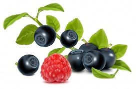 Vectorlib RF (Standard License): Vector. Bilberries with leaves and raspberry.