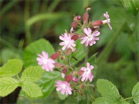 Natuur 2