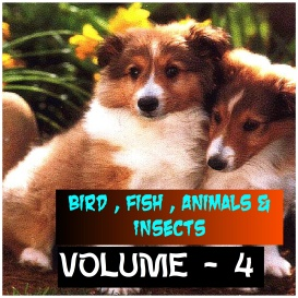 ANIMALS BIRDS AND FISHES - Volume - 4
