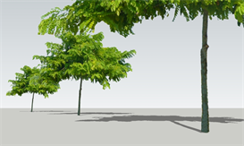 Bulnesia arborea 16 