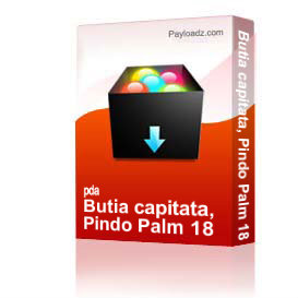 Butia capitata, Pindo Palm 18 