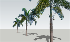 Wodyetia bifurcata, Foxtail Palm 21.5 