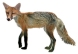 500 Animal Flashcards