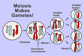 Biology Notes Exchange, Transport & Reproduction