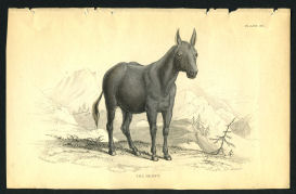 Vintage 1838 Horse Print