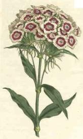 Oswald : Airs for the seasons - Sweet William : Printable cover page